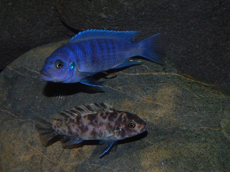 P. saulosi