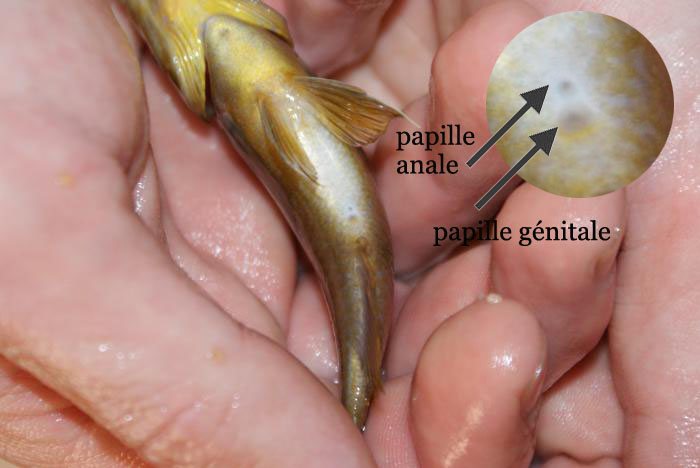 391575femellecopie.jpg