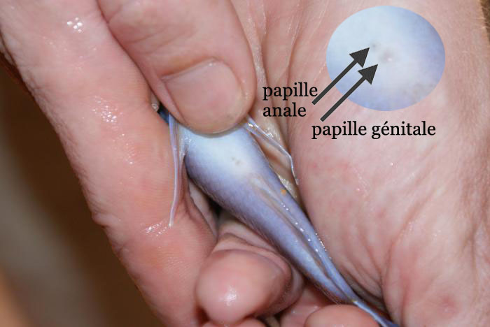 214526male.jpg