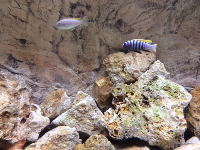 cyno Jalo Reef.JPG