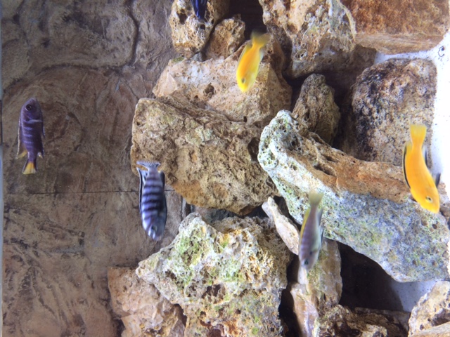 Labido Kakusa et elongatus Chewere.JPG