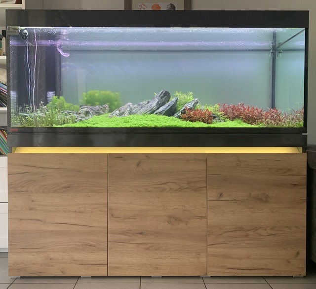 Mon 1er aquascaping orienté iwagumi