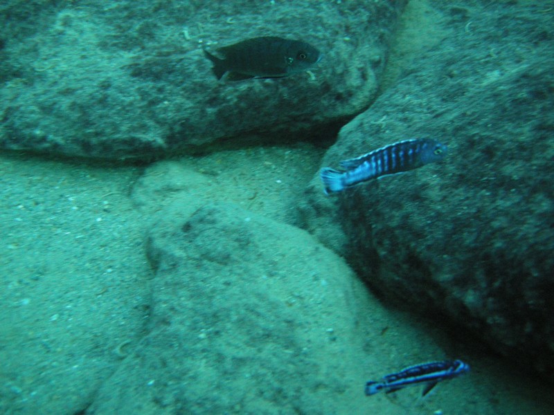 Pseudotropheus elongatus