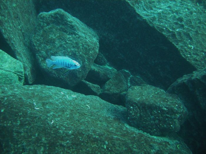 Labeotropheus fuelleborni Chiwi rocks