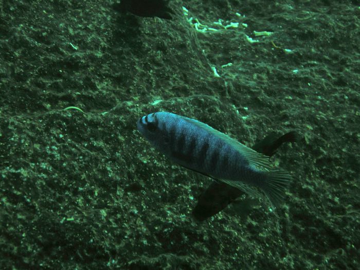 Labeotropheus fuelleborni Chiwi rocks