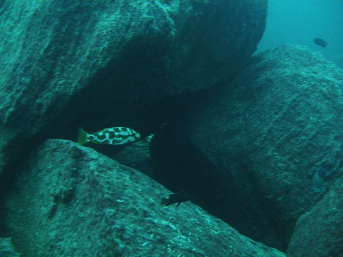 Nimbochromis livingstonni
