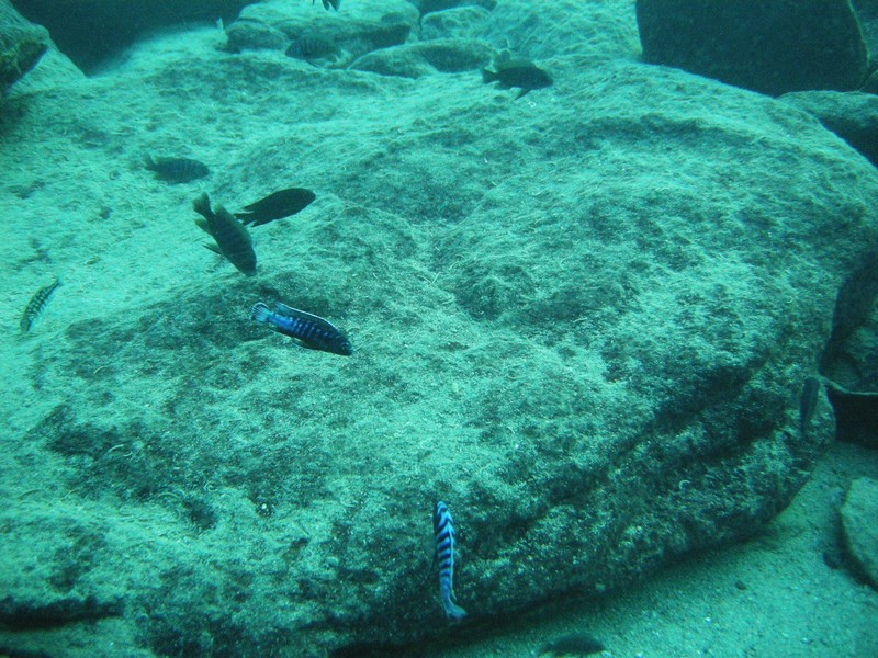 Pseudotropheus elongatus
