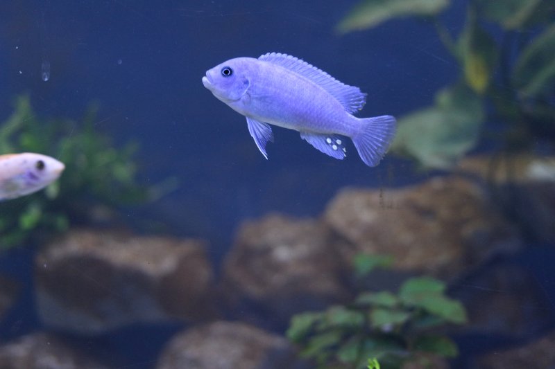 Metriaclima Estherae Minos Reef Male