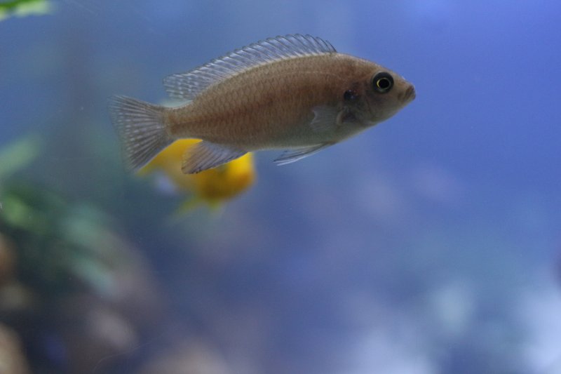 Metriaclima Barlowi Mbenji Island Femelle