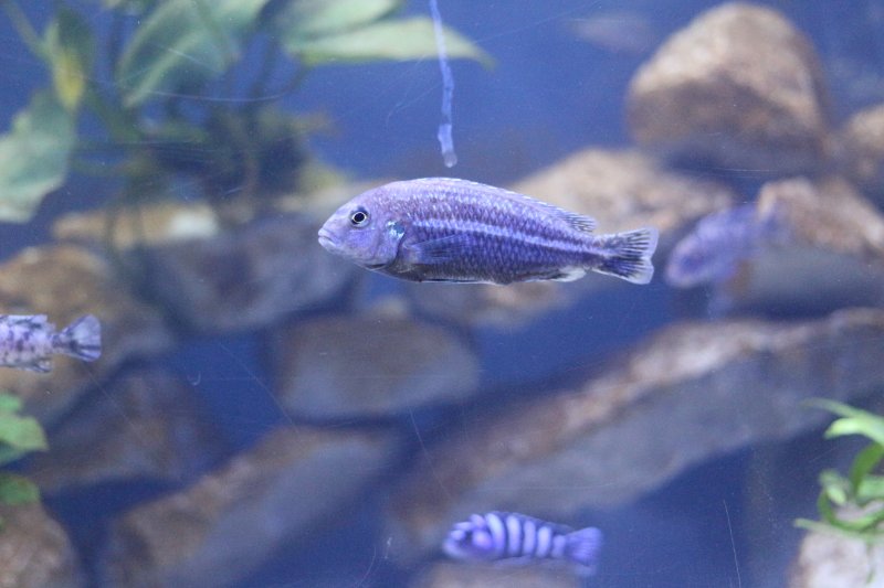 Melanochromis Dialeptos Narungu Male