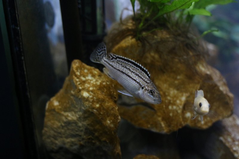 Melanochromis Dialeptos Narungu Femelle