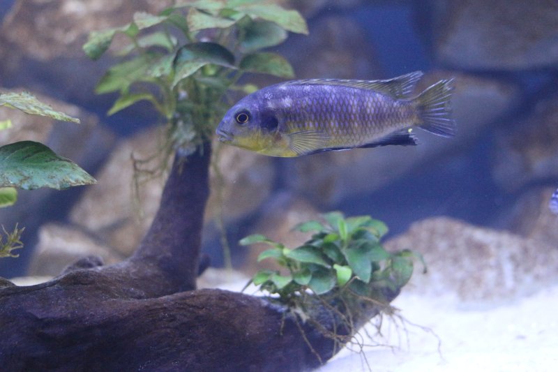 Tropheops Makokola Reef Male