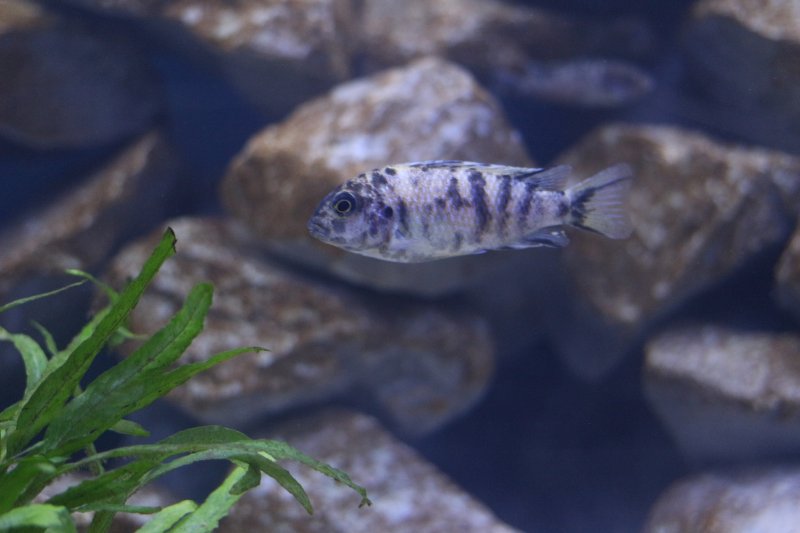 Tropheops Makokola Reef Femelle 1