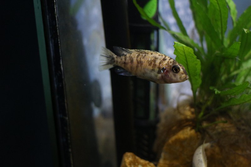Tropheops Makokola Reef Femelle 2