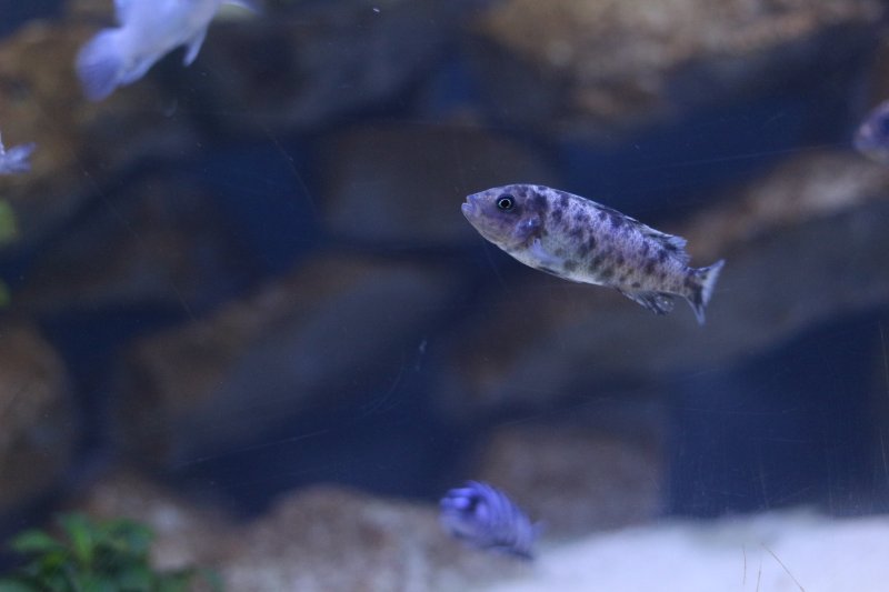 Metriaclima Tarakiki Mbamba Bay Femelle 1