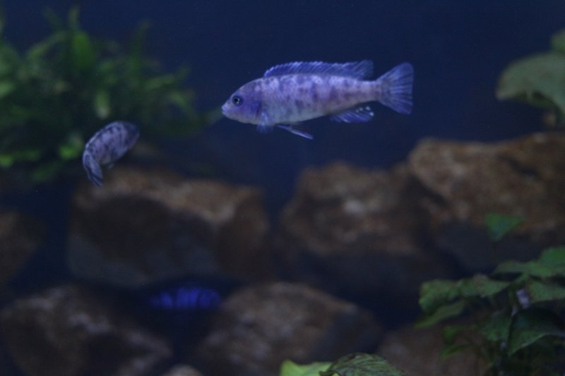 Metriaclima Tarakiki Mbamba Bay Male