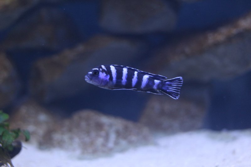 Pseudotropheus Demasoni Pombo Rocks Male