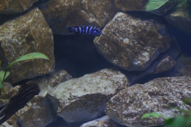 Pseudotropheus Demasoni Pombo Rocks Femelle
