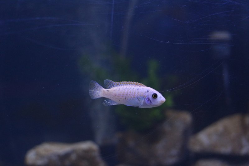 Labeotropheus Trewawasae Thumbi West Male