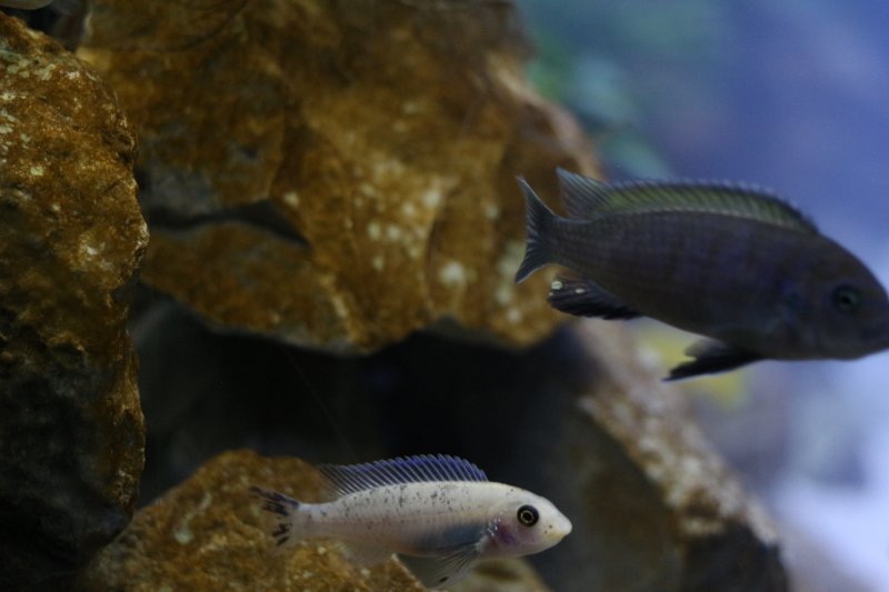 Labeotropheus Trewawasae Thumbi West Femelle