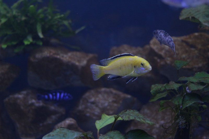 Labidochromis Caeruleus Lion's Cove Male