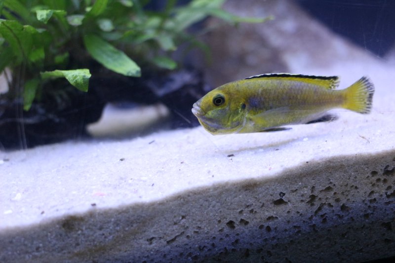 Labidochromis Caeruleus Lion's Cove Femelle