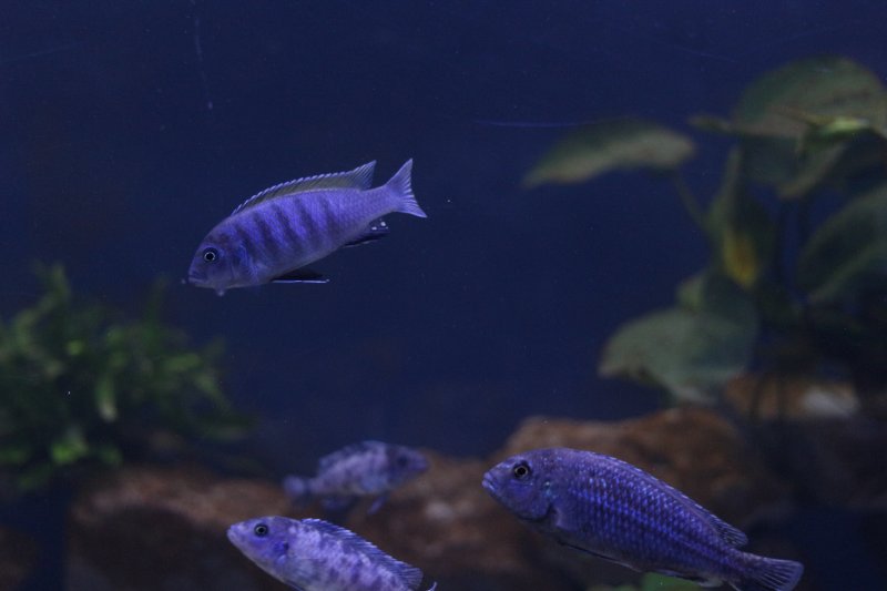 Cynotilapia Zebroides Jalo Reef Male