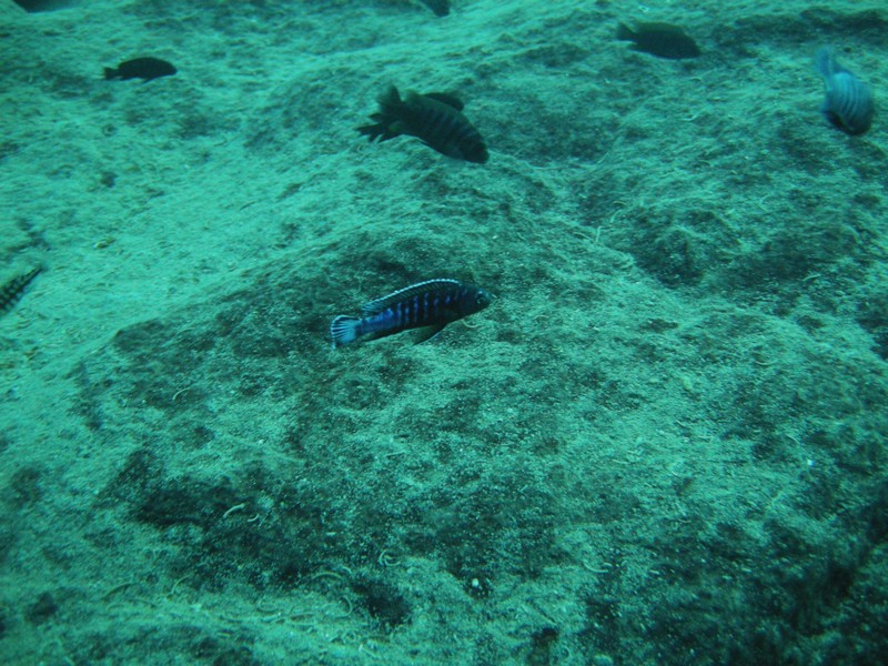Pseudotropheus elongatus
