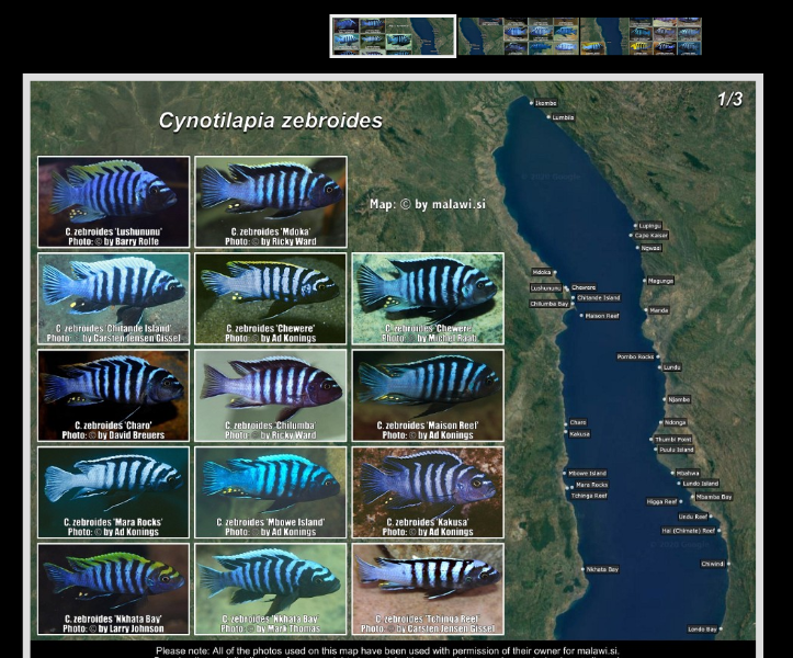 Screenshot 2022-03-04 at 10-58-39 Cynotilapia zebroides (1 3).png