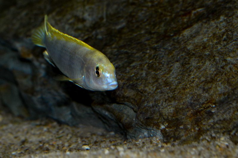 Labidochromis sp. -perlmut- Higga Reef-2.jpg
