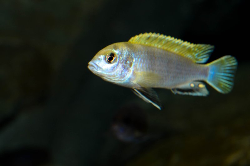 Labidochromis sp. -perlmut- Higga Reef-3.jpg