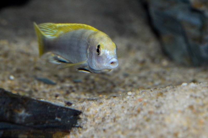 Labidochromis sp. -perlmut- Higga Reef-4.jpg