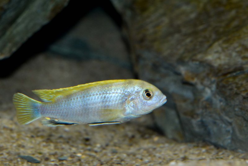 Labidochromis sp. -perlmut- Higga Reef-5.jpg