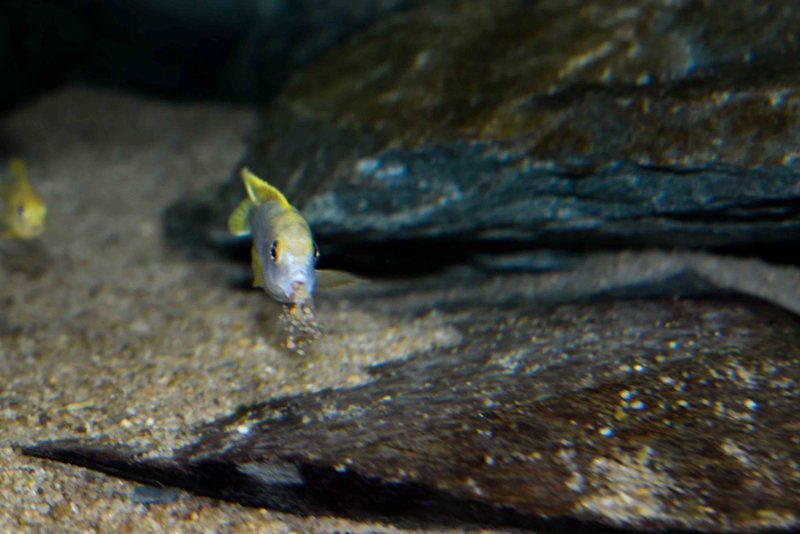 Labidochromis sp. -perlmut- Higga Reef-6.jpg