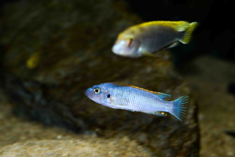 Labeotropheus trewavasae Thumbi West.jpg