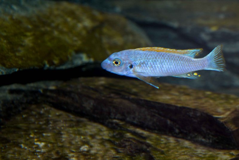 Labeotropheus trewavasae Thumbi West-2.jpg