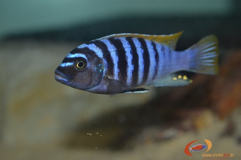 M. pyrsonotos Nakant M2.JPG