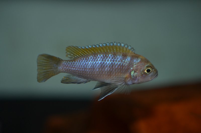 M. pyrsonotos Nakant F.JPG