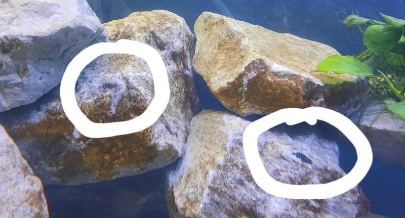 Alevins Demasoni