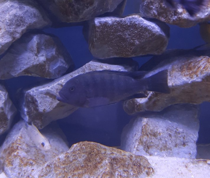 Fainzilberi Makonde
