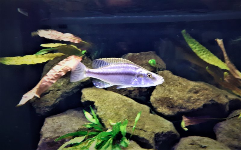 Dimidiochromis dominant (Male ou femelle ??)