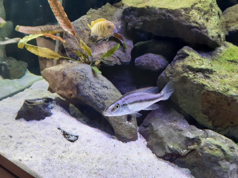 Dimidiochromis dominé (Male ou femelle ??) + Metriaclima sp.zebra gold Kawanga F0