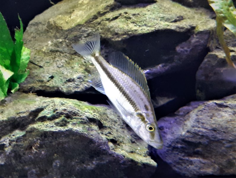 Dimidiochromis dominant (Male ou femelle ??)