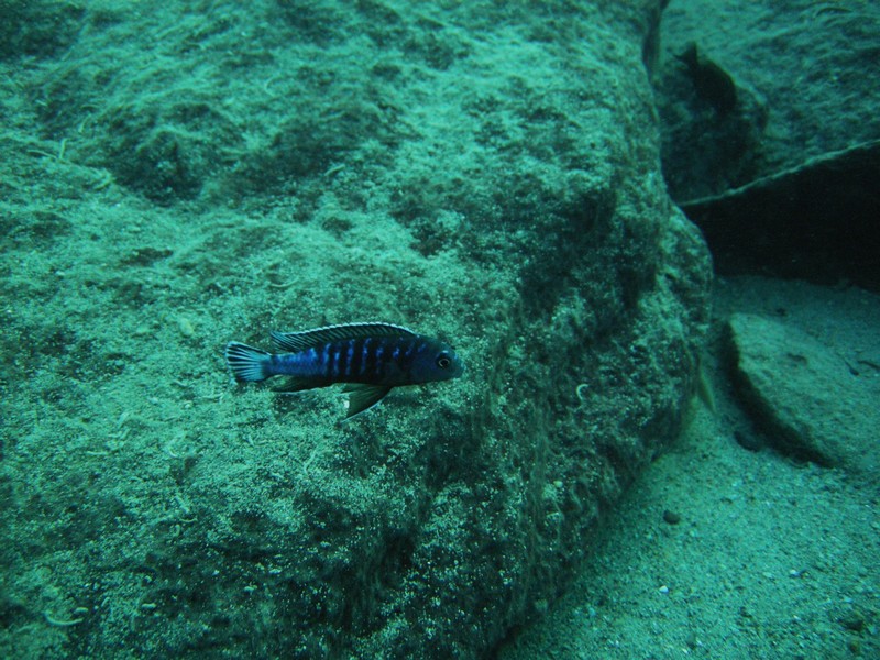 Pseudotropheus elongatus