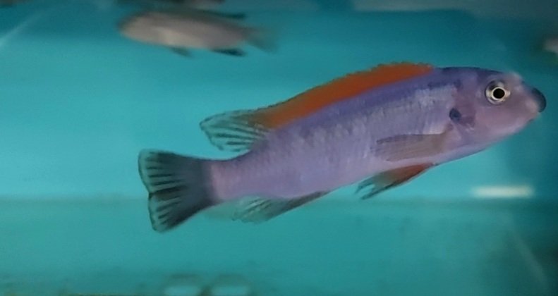 Screenshot_20220416-203117_Gallery.jpg