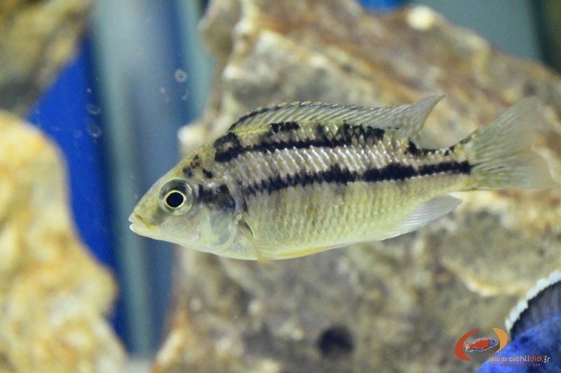 P dejunctus chinyamwezi F.jpg