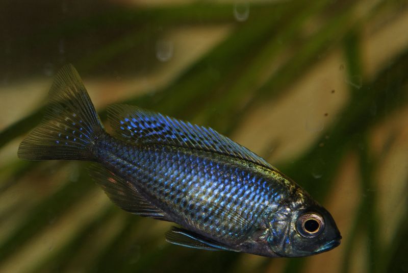 Copadichromis chrysonotus Liuli