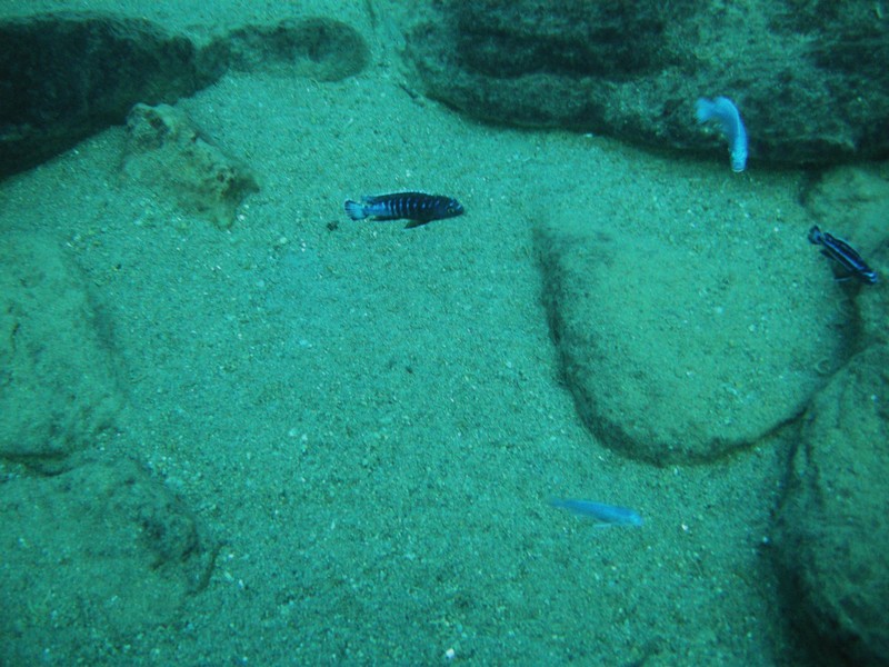 Pseudotropheus elongatus