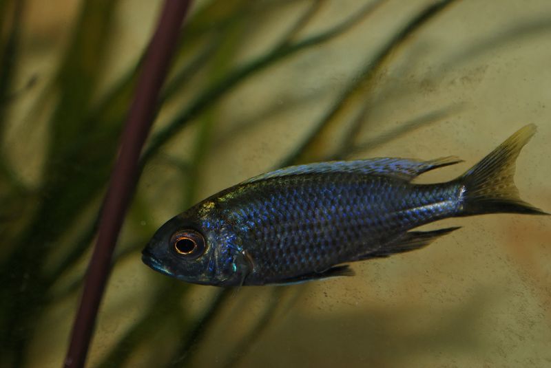 Copadichromis chrysonotus Liuli