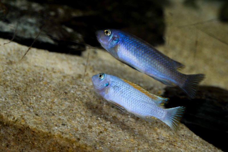 Labeotropheus trewavasae Thumbi West-4.jpg